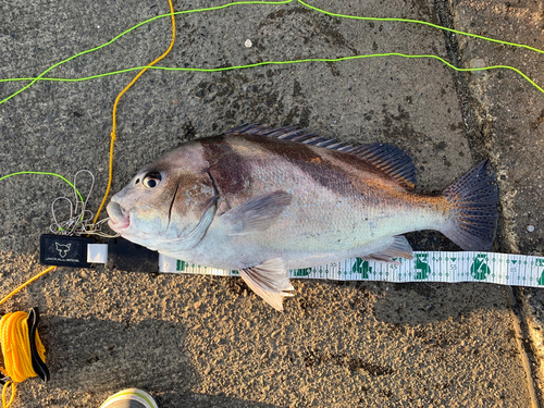 コショウダイの釣果