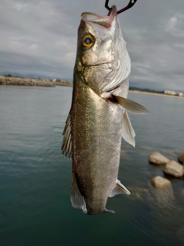 セイゴ（マルスズキ）の釣果