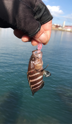 マハタの釣果