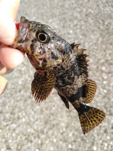 ムラソイの釣果