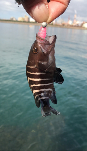 マハタの釣果