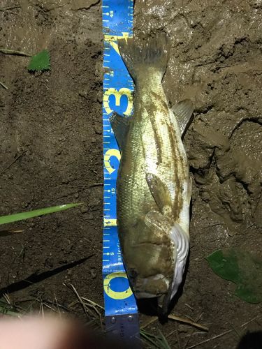 ブラックバスの釣果