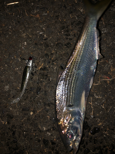 コノシロの釣果