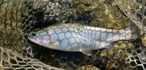 ホウライマスの釣果