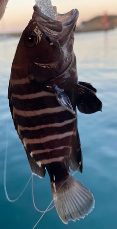 マハタの釣果