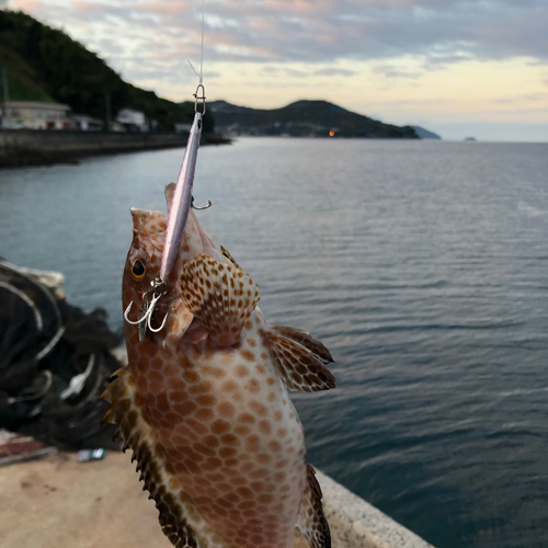 オオモンハタの釣果