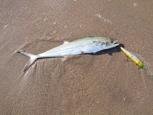 サゴシの釣果