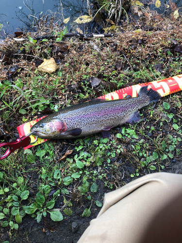 ニジマスの釣果