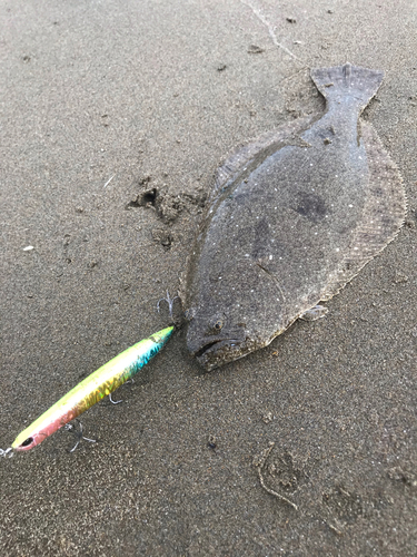 ヒラメの釣果