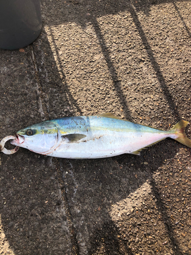 イナダの釣果