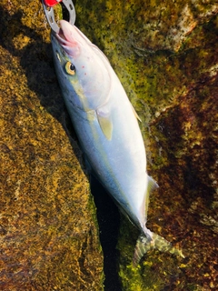 イナダの釣果