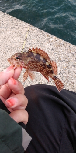 カサゴの釣果