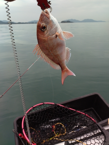 マダイの釣果