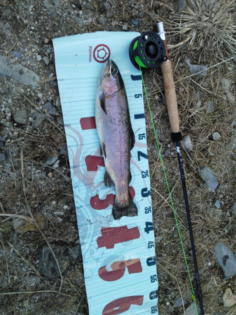 レインボートラウト