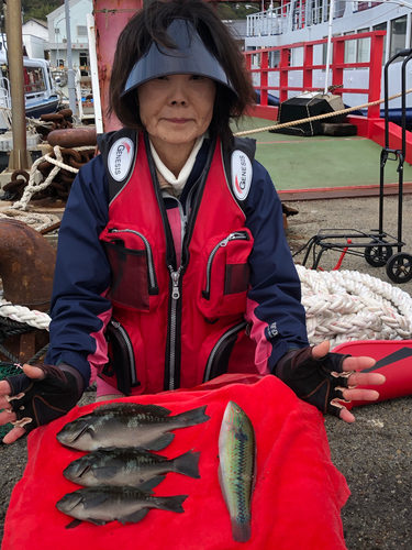 グレの釣果