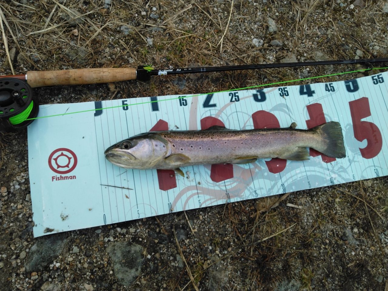 ブラウントラウト