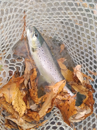 ブラウントラウトの釣果