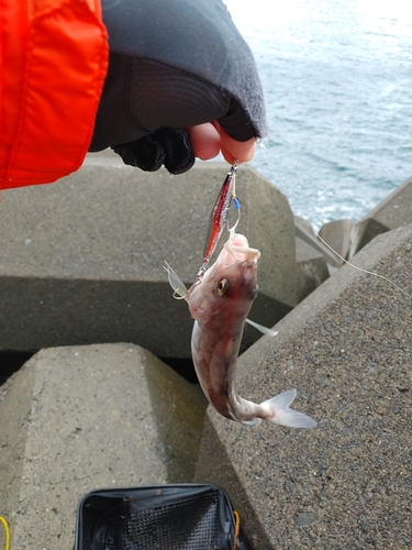 ホッケの釣果