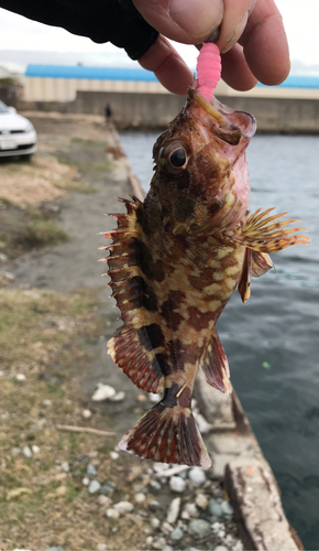 ガシラの釣果