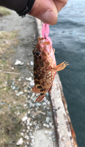 ガシラの釣果