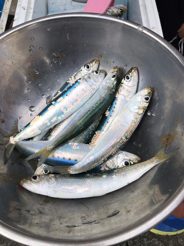 イワシの釣果