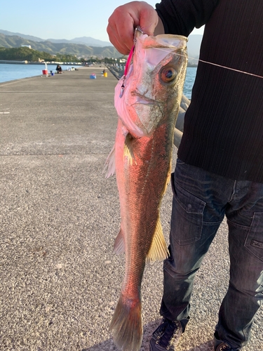 スズキの釣果