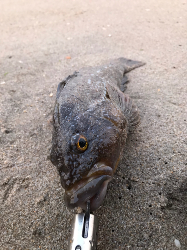 アイナメの釣果