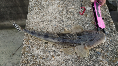 マゴチの釣果