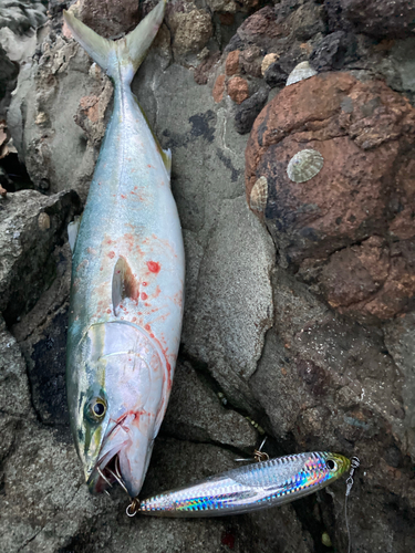 ハマチの釣果