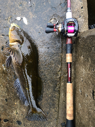 アイナメの釣果