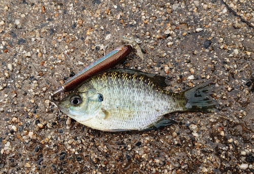 ブルーギルの釣果