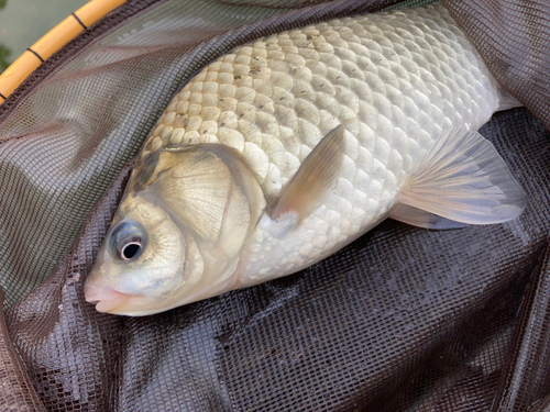 ヘラブナの釣果