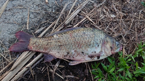 ヘラブナの釣果