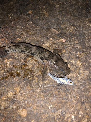 ハゼの釣果