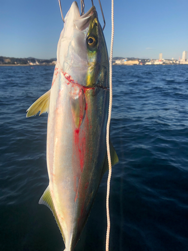 イナダの釣果