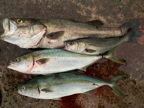 メジロの釣果