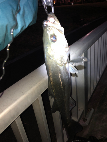 シーバスの釣果