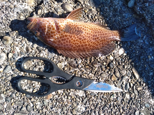 オオモンハタの釣果