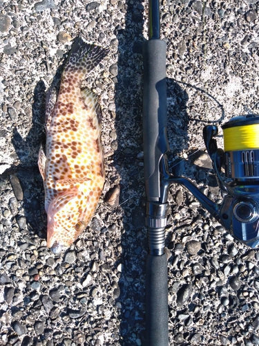 オオモンハタの釣果