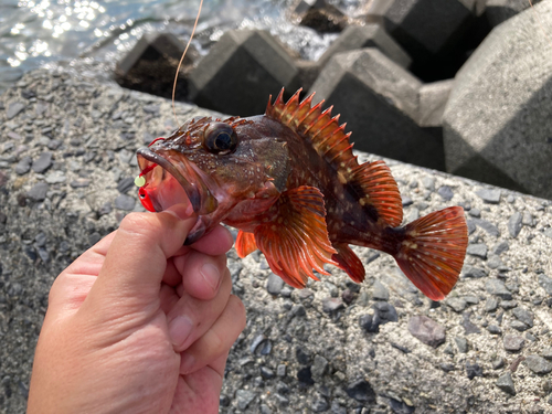 アラカブの釣果