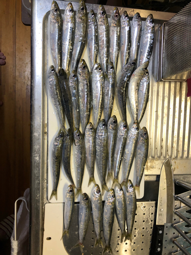 イワシの釣果