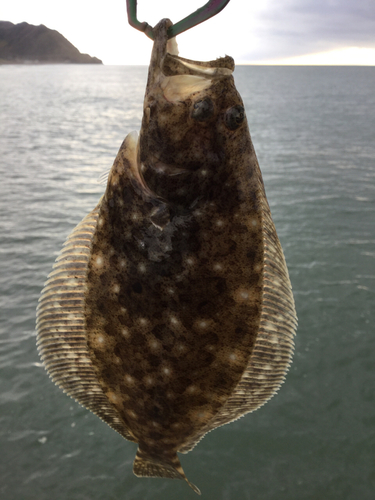 ソゲの釣果