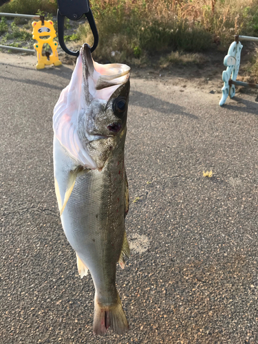 スズキの釣果