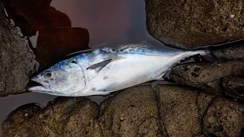 スマカツオの釣果