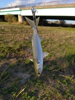 ボラの釣果