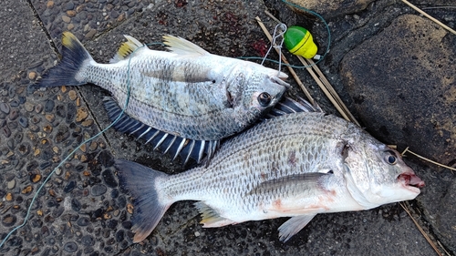 キビレの釣果