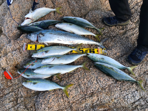 イナダの釣果