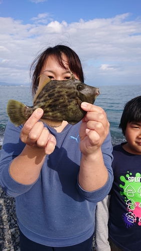 カワハギの釣果