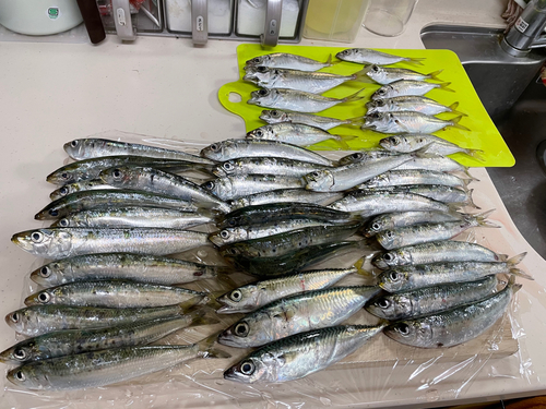 イワシの釣果