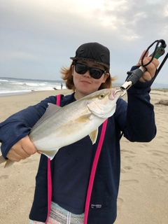 ショゴの釣果